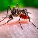 GOVERNMENT CHARGES PESTICIDES BOARD TO PAY KEEN ATTENTION TO MANAGING THE RISKS OF VECTOR BORNE DISEASES