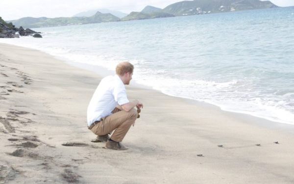 ROYAL TURTLES! PRINCE HARRY RELEASES BABY TURTLES INTO OCEAN AS PART OF LOCAL CONSERVATION PROJECT AT LOVERS BEACH, NEVIS