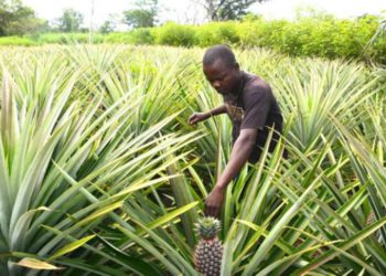 GOVERNMENT EARMARKS LAND TO GIVE AT RISK PERSONS A FRESH START