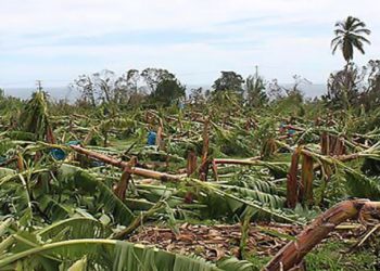 HURRICANE-RAVAGED AGRICULTURE SECTOR OF ST. KITTS-NEVIS ON ROAD TO RECOVERY THROUGH ASSISTANCE PROGRAMME