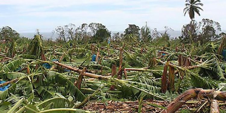 HURRICANE-RAVAGED AGRICULTURE SECTOR OF ST. KITTS-NEVIS ON ROAD TO RECOVERY THROUGH ASSISTANCE PROGRAMME