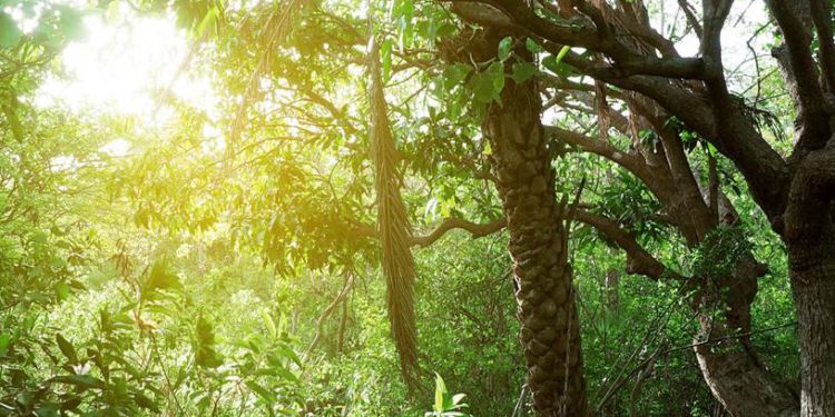 Lawyer Stephen’s Cave Hike