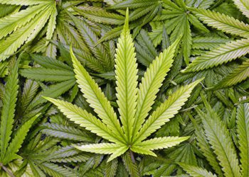 CARPHA EXECUTIVE DIRECTOR: “PROCEED WITH AN ABUNDANCE OF CAUTION” WITH DECRIMINALIZATION OF MARIJUANA