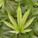 CARPHA EXECUTIVE DIRECTOR: “PROCEED WITH AN ABUNDANCE OF CAUTION” WITH DECRIMINALIZATION OF MARIJUANA