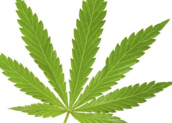 St. Kitts & Nevis Marijuana Commission