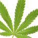 St. Kitts & Nevis Marijuana Commission