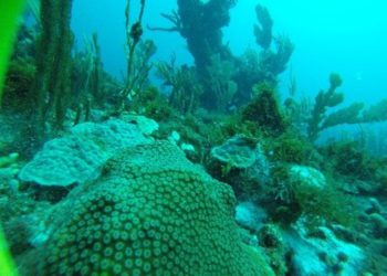 FIRST PHASE OF MARINE ECOLOGICAL ASSESSMENT COMPLETED IN ST. KITTS-NEVIS