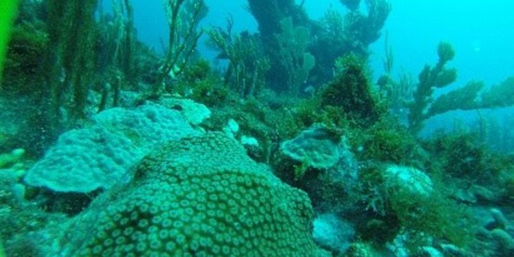 FIRST PHASE OF MARINE ECOLOGICAL ASSESSMENT COMPLETED IN ST. KITTS-NEVIS