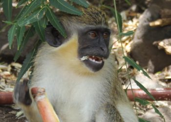 SOLUTIONS SOUGHT TO ADDRESS MONKEY OVERPOPULATION THAT POSES SERIOUS THREAT FOR FARMERS IN ST. KITTS-NEVIS