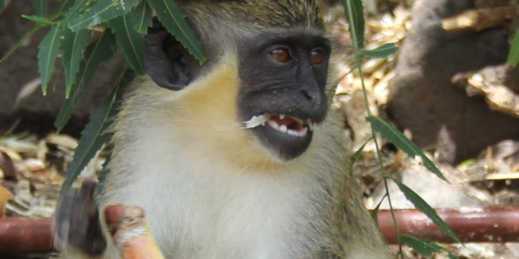 SOLUTIONS SOUGHT TO ADDRESS MONKEY OVERPOPULATION THAT POSES SERIOUS THREAT FOR FARMERS IN ST. KITTS-NEVIS