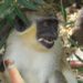 SOLUTIONS SOUGHT TO ADDRESS MONKEY OVERPOPULATION THAT POSES SERIOUS THREAT FOR FARMERS IN ST. KITTS-NEVIS