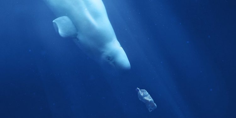 ST. KITTS-NEVIS TOURISM OFFICIALS BELIEVE “A PLASTIC OCEAN” DOCUMENTARY CAN ENCOURAGE REDUCTION IN PLASTIC POLLUTION