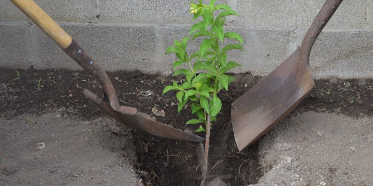 MINISTRY OF FOREIGN AFFAIRS PARTNERS WITH DIPLOMATIC OFFICIALS IN PLANTING TREES TO SYMBOLIZE GROWTH OF BILATERAL RELATIONS