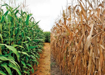 ST. KITTS AND NEVIS FORGES AHEAD WITH IMPLEMENTATION OF FAO FUNDED PROJECT