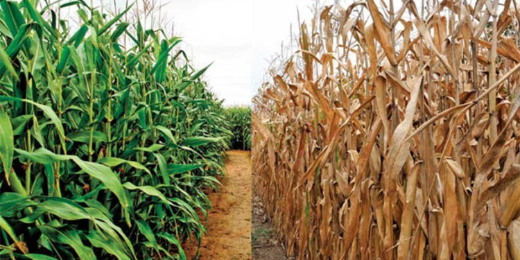 ST. KITTS AND NEVIS FORGES AHEAD WITH IMPLEMENTATION OF FAO FUNDED PROJECT