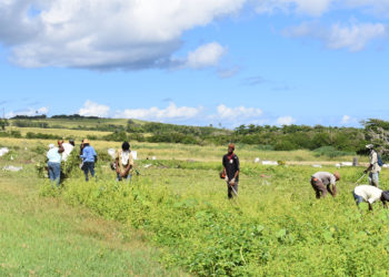 STEP Community clean-up groups are being empowered through hands-on training