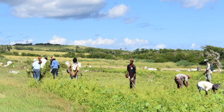 STEP Community clean-up groups are being empowered through hands-on training