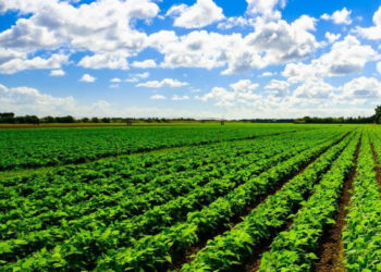 FARMERS AND FISHERS IN ST. KITTS AND NEVIS SING PRAISES OF GOVERNMENT’S AGRICULTURE SUPPORT FUND