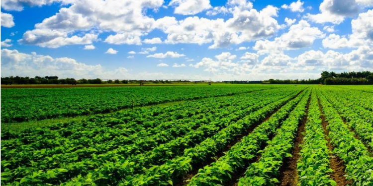 FARMERS AND FISHERS IN ST. KITTS AND NEVIS SING PRAISES OF GOVERNMENT’S AGRICULTURE SUPPORT FUND