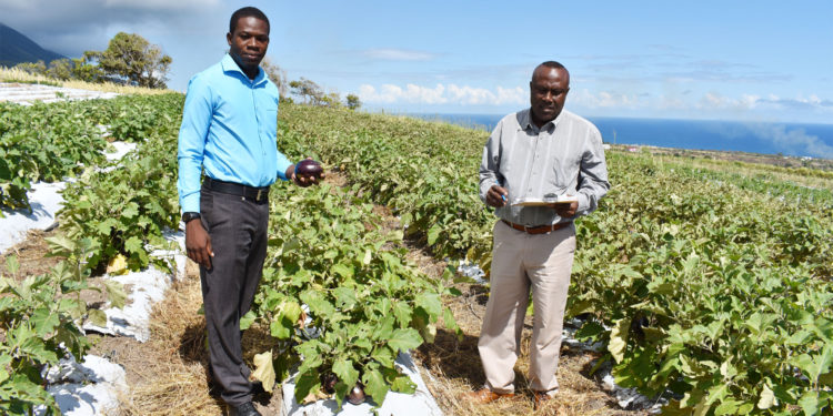 STEP is a great contributor to nation’s food security