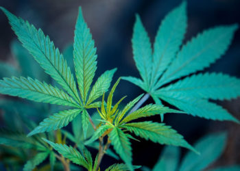 ST. KITTS AND NEVIS NATIONAL COMMISSION ON CANNABIS FINAL REPORT NOW AVAILABLE ONLINE