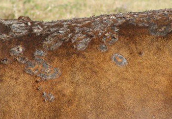 FARMERS WHO LOST ANIMALS BY DERMATOPHILOSIS ARE ASKED TO REPORT TO THE DEPARTMENT OF AGRICULTURE