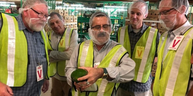 Technological advances are revolutionizing regional trade in Mexican avocados