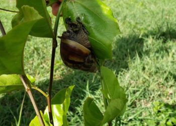Communities in Antigua and Barbuda advance in the control of the giant african snail with the support of IICA