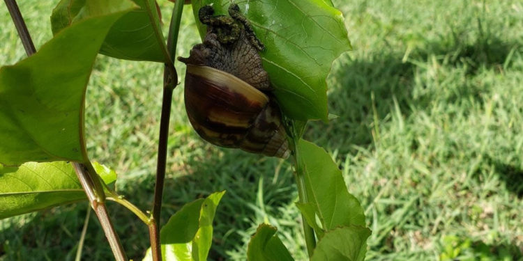 Communities in Antigua and Barbuda advance in the control of the giant african snail with the support of IICA