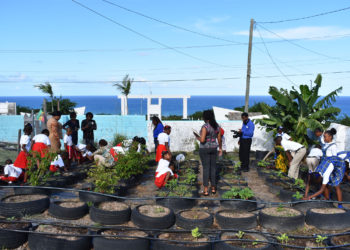 Development Bank supports Nevis’ St. James Primary School’s organic farming project