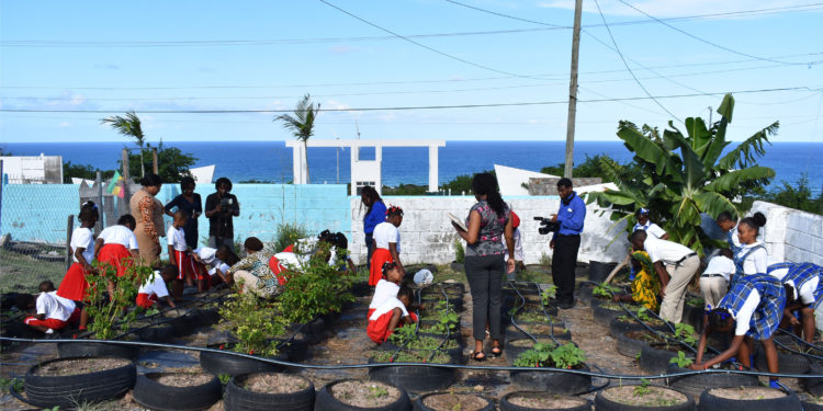 Development Bank supports Nevis’ St. James Primary School’s organic farming project