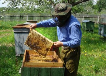 St. Lucia beekeepers to receive support from Argentine experts under the Caribbean API Project
