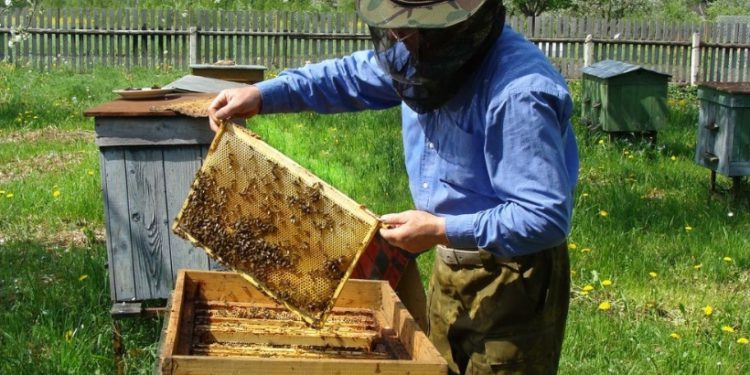 St. Lucia beekeepers to receive support from Argentine experts under the Caribbean API Project