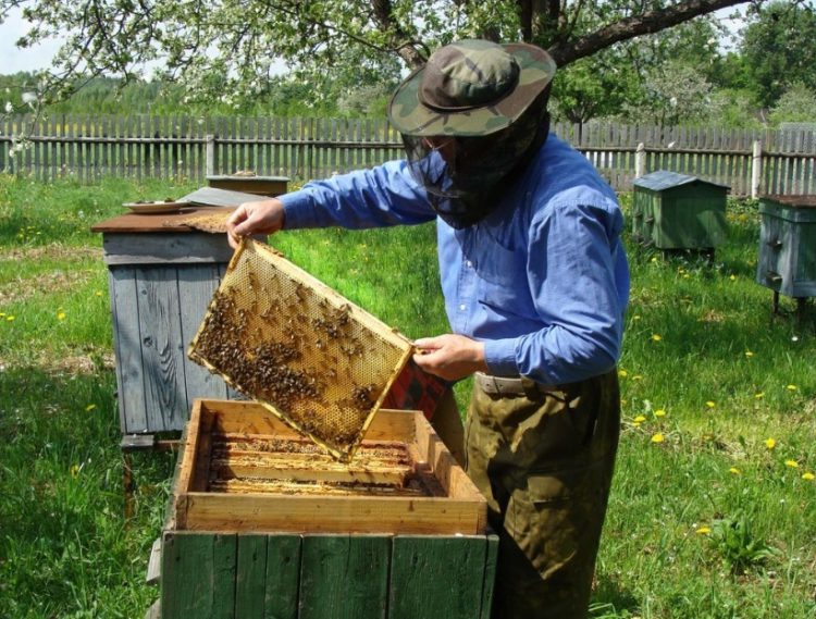 St. Lucia beekeepers to receive support from Argentine experts under the Caribbean API Project