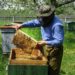 St. Lucia beekeepers to receive support from Argentine experts under the Caribbean API Project