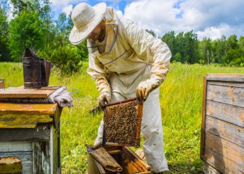 Beekeeping press release