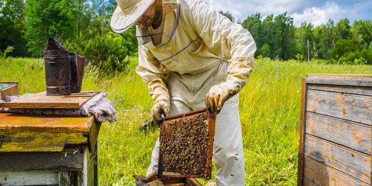 Beekeeping press release