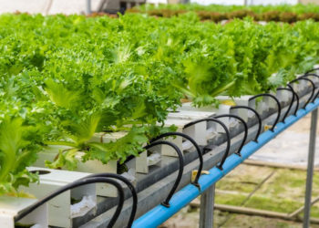 IICA supports Trinidad & Tobago’s development of a smart agriculture production system in vulnerable communities to climate change