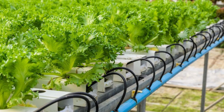 IICA supports Trinidad & Tobago’s development of a smart agriculture production system in vulnerable communities to climate change