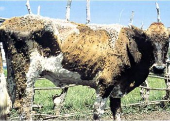 FARMERS TO BENEFIT FROM FREE ISLAND-WIDE TESTING PROGRAMME FOR ANIMALS INFECTED WITH DERMATOPHILOSIS