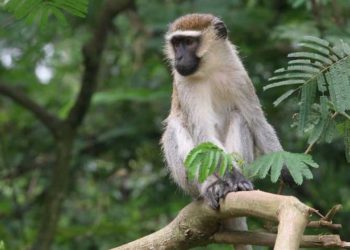DEPARTMENT OF AGRICULTURE RECEIVES FINANCING FOR PEST AND MONKEY CONTROL