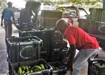 IICA and Saint Lucia Marketing Board explore strengthened opportunities in domestic and export agricultural markets