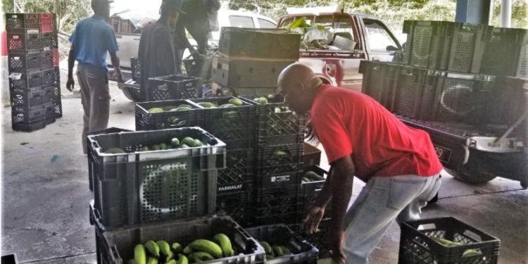 IICA and Saint Lucia Marketing Board explore strengthened opportunities in domestic and export agricultural markets