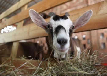 Small ruminant producers in Antigua and Barbuda will benefit from an IICA project funded by the Australian Aid Programme
