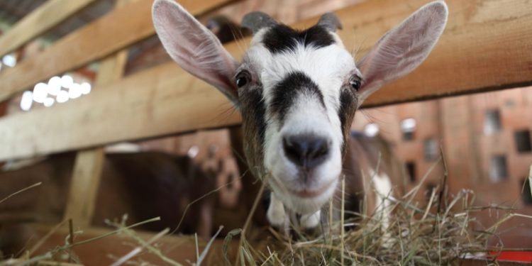 Small ruminant producers in Antigua and Barbuda will benefit from an IICA project funded by the Australian Aid Programme