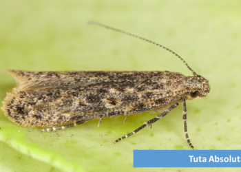 DEPARTMENT OF AGRICULTURE’S PLANT QUARANTINE UNIT ACTIVELY SEARCHING FOR PEST CONTROL SOLUTIONS