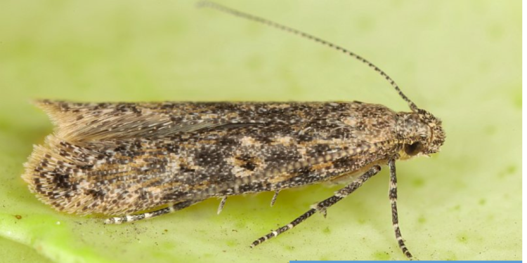 DEPARTMENT OF AGRICULTURE’S PLANT QUARANTINE UNIT ACTIVELY SEARCHING FOR PEST CONTROL SOLUTIONS