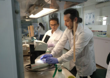 Press release: IICA and the Bioversity International-CIAT Alliance provided training in gene editing to researchers in Central America and the Andean region