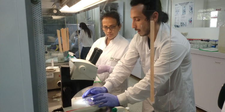 Press release: IICA and the Bioversity International-CIAT Alliance provided training in gene editing to researchers in Central America and the Andean region