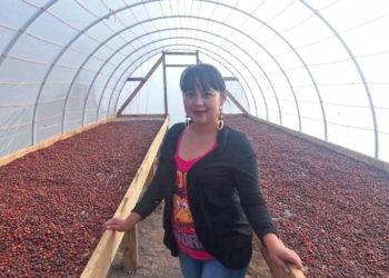 Small-scale producers in Central America build solar dryers to preserve and improve coffee quality